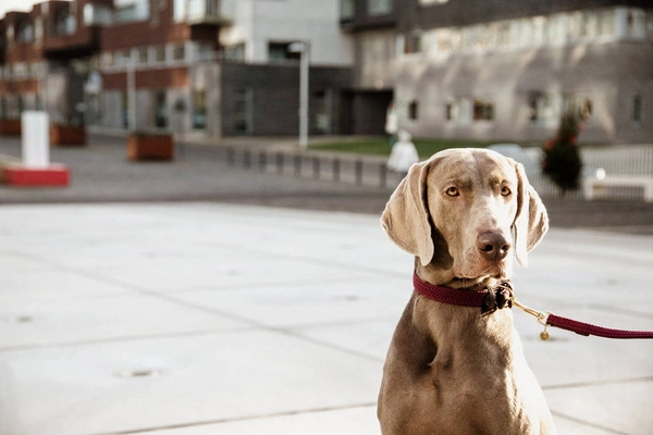 Pleciona smycz Kentucky Nylon 2m - bordowa