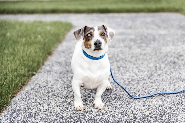 Pleciona smycz Kentucky Nylon 1,2m - błękitna