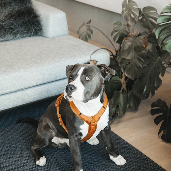 Szelki dla psa Kentucky Active Velvet - pomarańczowe