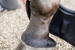 Kentucky kaloszki Heel Protection