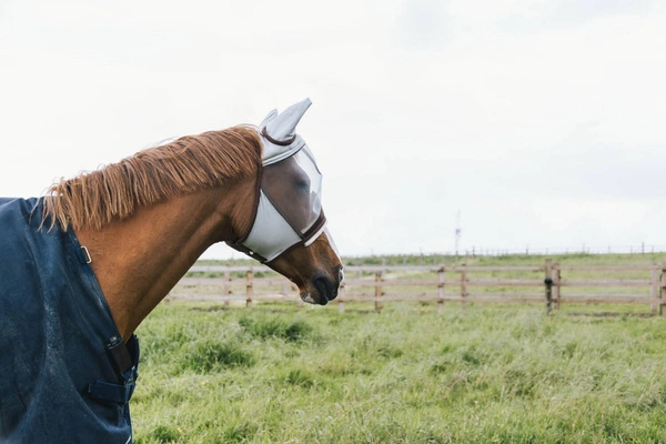 Kentucky maska na owady Skin Friendly - z uszami szara