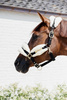 Kentucky kantar podszyty futrem Soft - naturalny