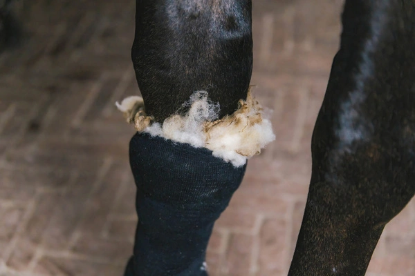 Wełna terapeutyczna - gruda i problemy skórne