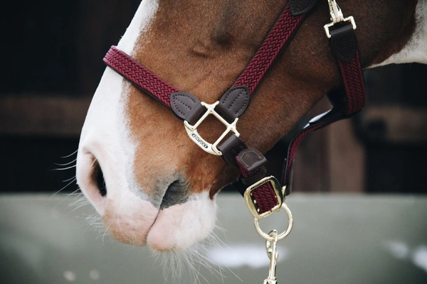 Kentucky kantar pleciony - bordowy