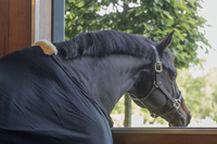 Derka Kentucky Mesh Fly Sheet - czarna