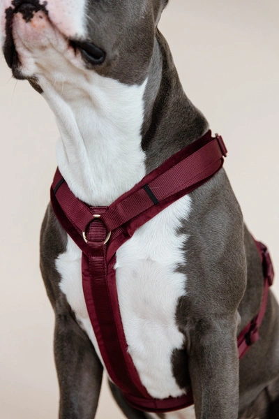 Szelki dla psa Kentucky Active Velvet - bordowe