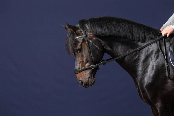 Ogłowie Dy'on z nachrapnikiem D Motion New English