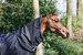 Kentucky kaptur do derki All Weather Waterproof Pro 0g - granatowy