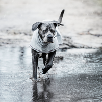 Kentucky derka dla psa Raincoat