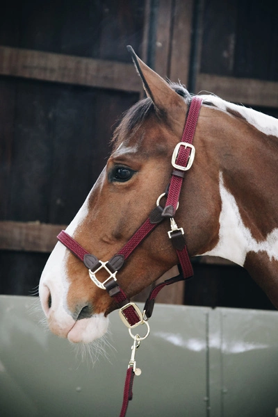 Kentucky kantar pleciony - bordowy