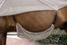 Derka Kentucky Fly Rug with Belly Cover Comfort