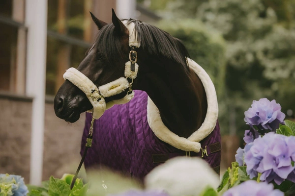 Kentucky derka stajenna Show 160 g - fioletowa