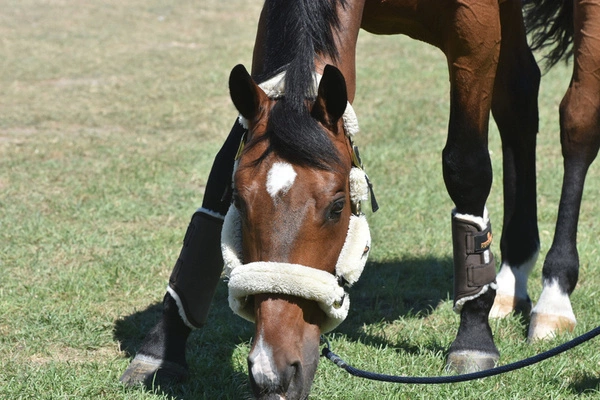 Kentucky ochraniacze Tournout Solimbra na przednie nogi - brązowe