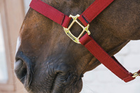 Kentucky kantar Nylon Halter Breakaway - bordowy