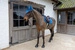 Nauszniki Kentucky Wellington Velvet Horse Printing- granatowe