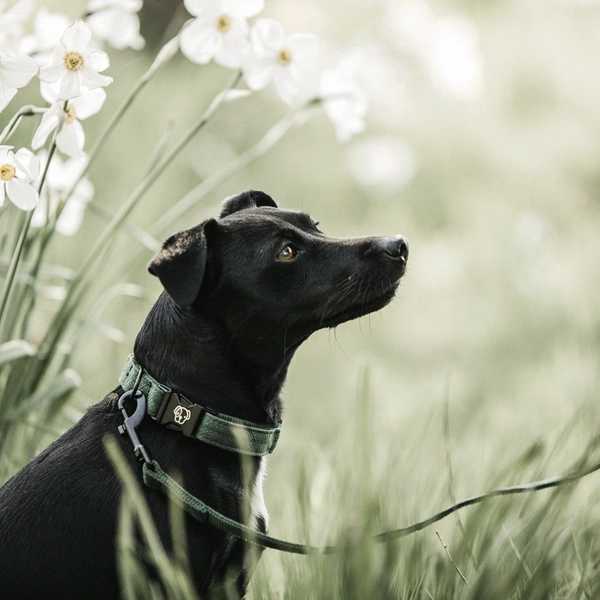 Smycz Kentucky Lizard 1,2m - zielona