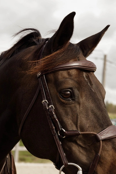 Ogłowie Dy'on Elastic Hybrid New English