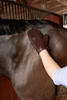 Gumowa rękawica do pielęgnacji - Kentucky Grooming Deluxe- brązowa
