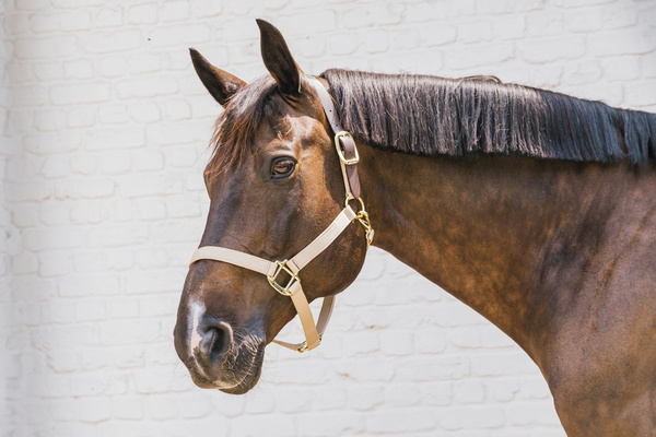 Kentucky kantar Nylon Halter Breakaway - beżowy