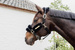 Kentucky kantar podszyty futrem Soft - czarny