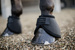 Kentucky kaloszki Heel Protection