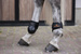 Kentucky ochraniacze Young Horse - czarne