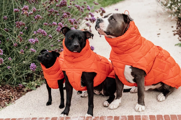 Kentucky derka dla psa Winter Pina - pomarańczowa