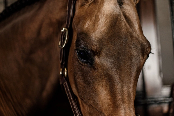 Kentucky skórzany kantar anatomiczny - brązowy