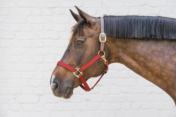 Kentucky kantar Nylon Halter Breakaway - bordowy