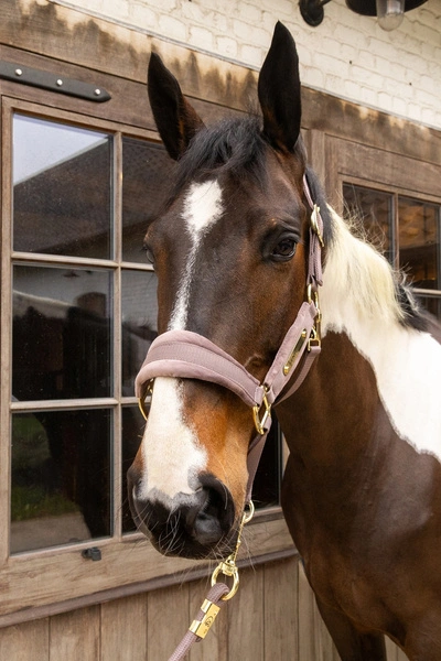 Kentucky kantar anatomiczny Velvet - jasny fioletowy