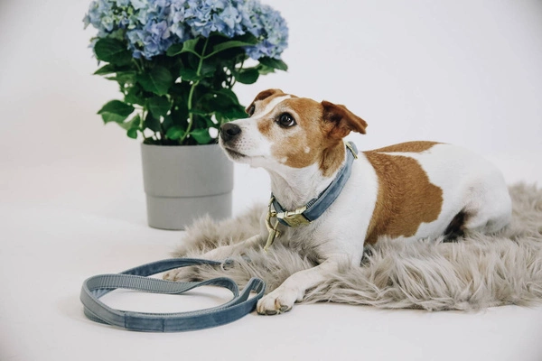 Smycz Kentucky Velvet 120cm - błekitna