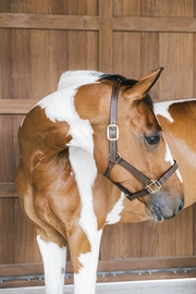 Kentucky skórzany kantar Wellington - brązowy