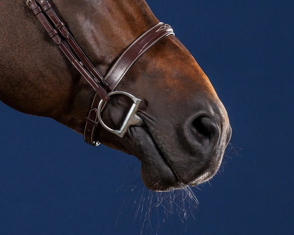 Szeroki nachrapnik angielski Dy'on Cavesson US Hunter - brązowy