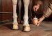 GD Hoof Oil Shine 500ml bezbarwny - Kentucky Grooming Deluxe 