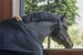 Derka Kentucky Mesh Fly Sheet - czarna