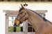   Dy'on kantar  Head Collar Fancy - brązowy