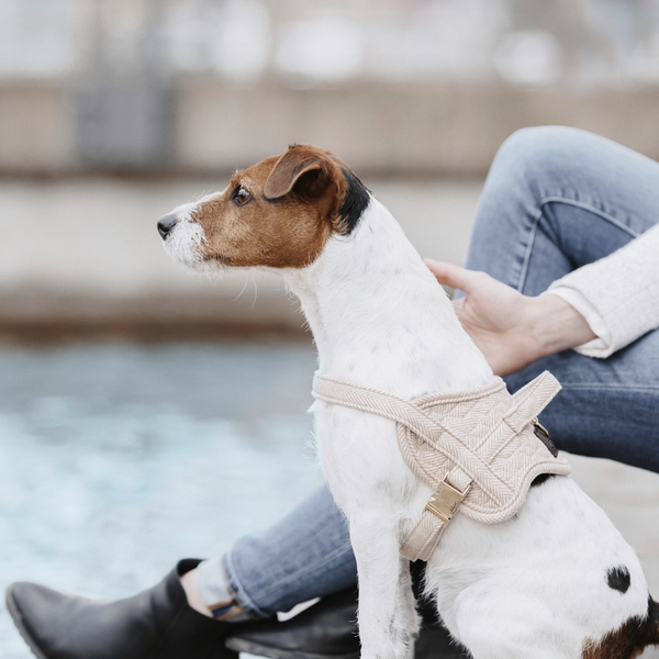 Szelki dla psa Kentucky Body Safe Wool - beżowe