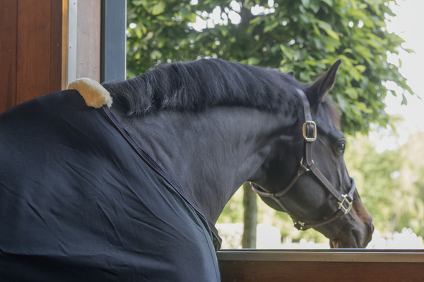 Derka Kentucky Mesh Fly Sheet - czarna