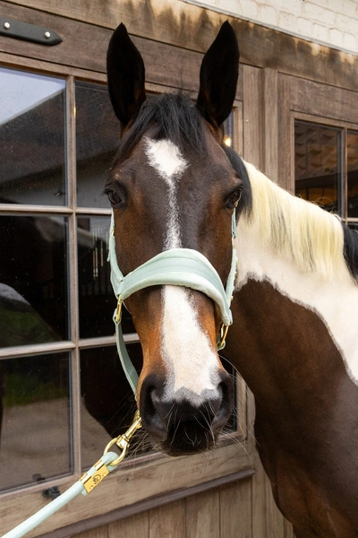 Kentucky kantar anatomiczny Velvet - miętowy