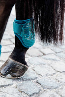 Kentucky ochraniacze Young Horse Fetlock na zadnie nogi - szmaragdowe