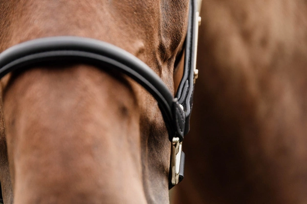 Kentucky skórzany kantar anatomiczny - czarny