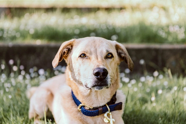 Pleciona smycz Kentucky Nylon 2m - granatowa