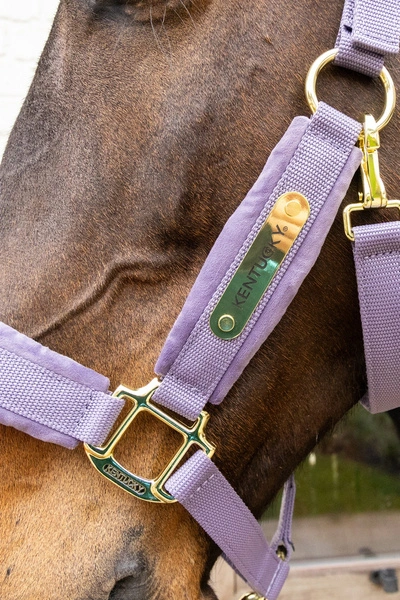 Kentucky kantar anatomiczny Velvet - fioletowy