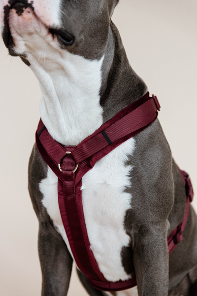 Szelki dla psa Kentucky Active Velvet - bordowe