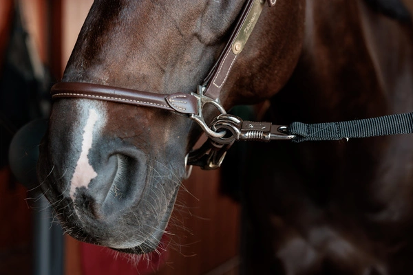 Kentucky regulowany bezpieczny nylonowy uchwyt - czarny - Kentucky Grooming Deluxe