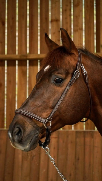 Dy'on kantar Grooming