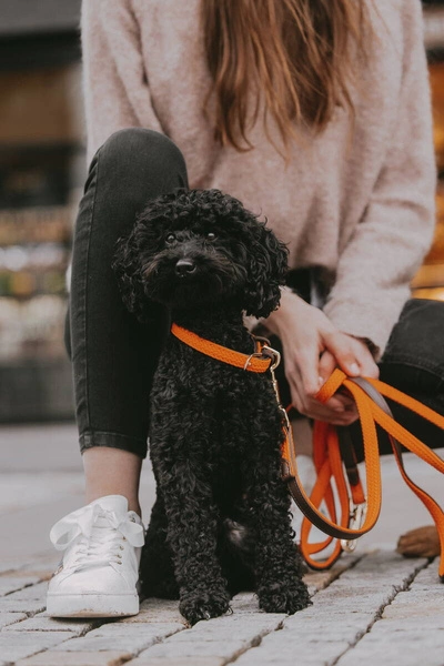 Pleciona smycz Kentucky Nylon 2m - pomarańczowa