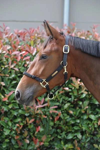 Kentucky kantar spacerowy Control - czarny