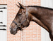 Kentucky kantar Pearls - srebrny