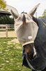  Kentucky Fly Mask Heart - maska na owady - beżowa